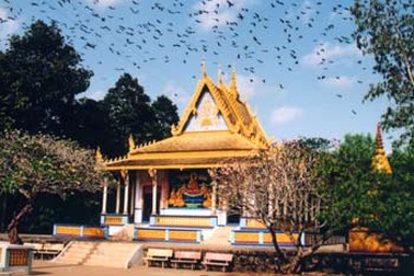 Nhiều đàn dơi lớn đổ về chùa Dơi