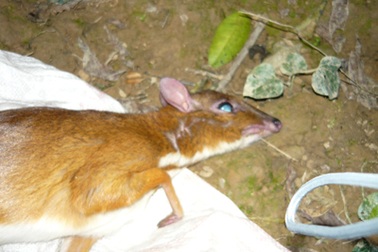 Kiểm tra tình trạng thú rừng quý hiếm bị “tận diệt”