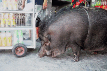 Gia đình ở Sài Gòn nuôi lợn rừng nặng 200kg làm thú cưng lên báo nước ngoài