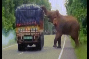 Voi khổng lồ chặn xe tải rồi làm điều gây bất ngờ