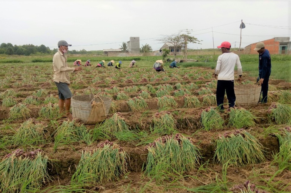 Ế 50.000 tấn hành tím Vĩnh Châu trị giá hơn 700 tỷ đồng và những lý giải - 2 Ế 50.000 tấn hành tím Vĩnh Châu trị giá hơn 700 tỷ đồng và những lý giải - 2