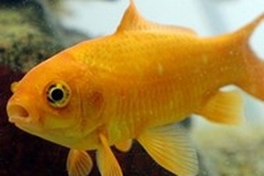 Cá vàng sống sót 134 ngày sau thảm họa động đất