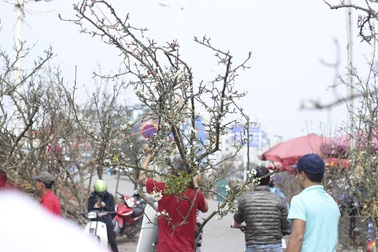 Cận cảnh lê rừng cổ thụ giá chục triệu “ồ ạt” xuống phố Hà Nội