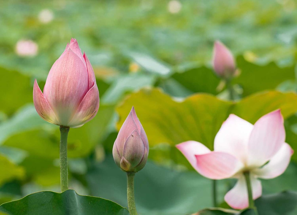 Người phụ nữ khiến sen nhả ra ngọc dệt thành khăn giá 10 triệu đồng/chiếc - 2 Người phụ nữ khiến sen nhả ra ngọc dệt thành khăn giá 10 triệu đồng/chiếc - 2