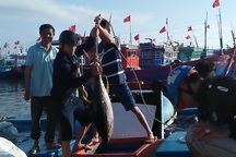 Quảng Ngãi: Ngư dân đảo tiền tiêu hối hả vào bờ đón Tết Nguyên đán