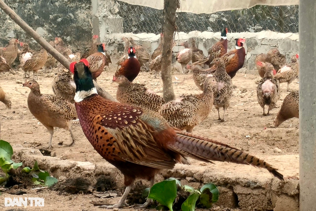 Người phụ nữ khởi nghiệp thành công với loài chim đuôi dài hơn người - 2 Người phụ nữ khởi nghiệp thành công với loài chim đuôi dài hơn người - 2
