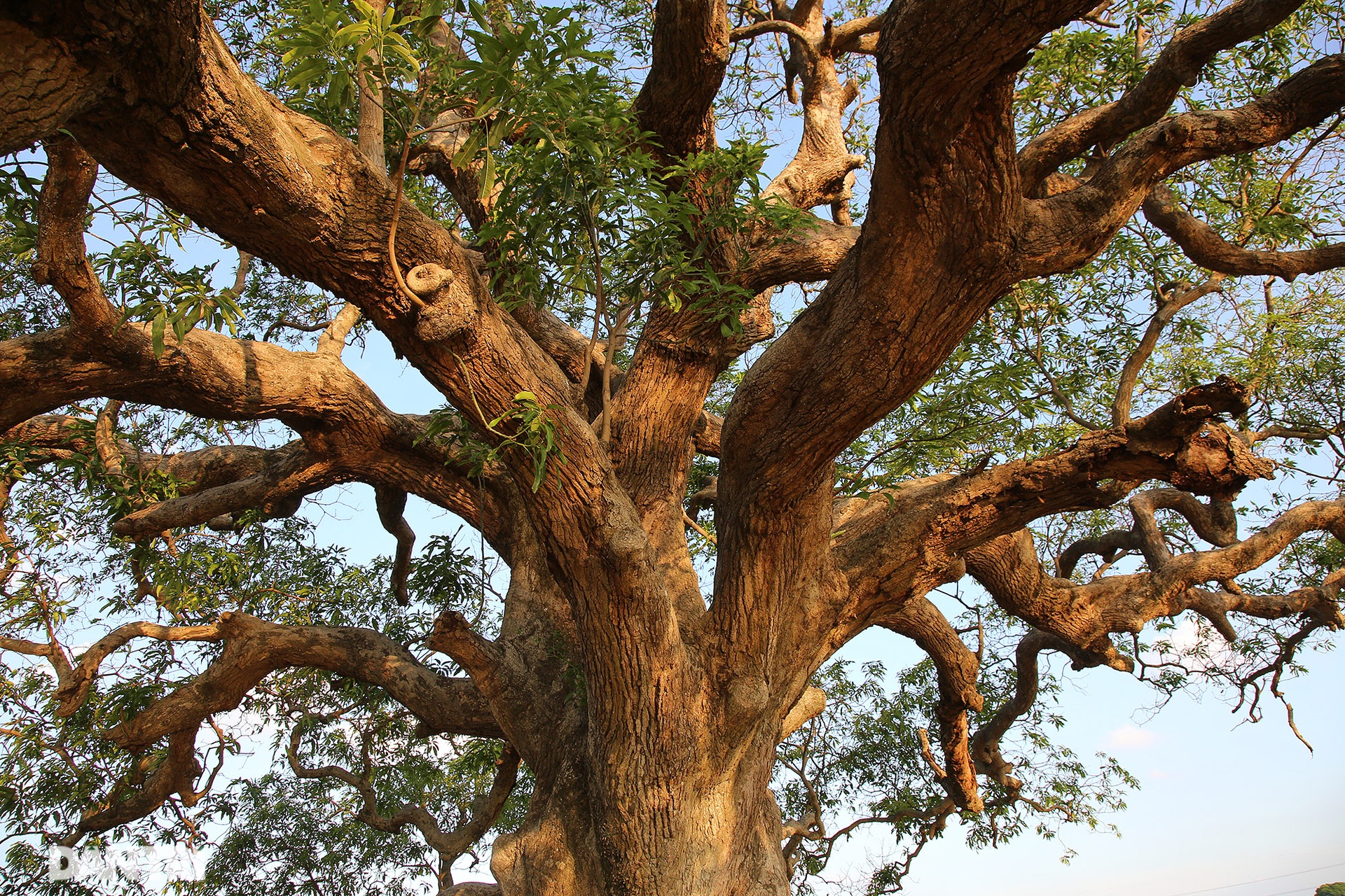 Cây muỗm 600 năm tuổi có nguy cơ chết khô vì bị quây bê tông quanh gốc - 6