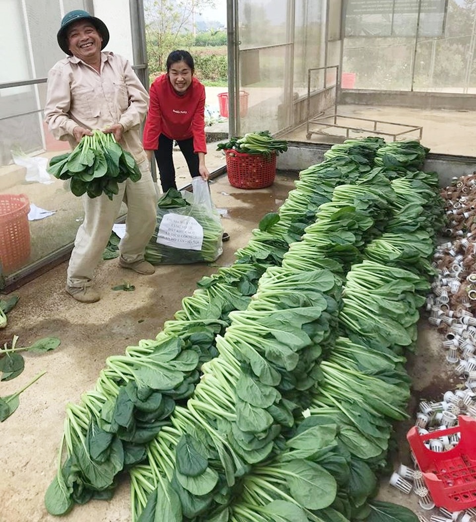 Chủ vườn ở Lai Châu “hái” 2 tấn rau ủng hộ người cách ly ở Hà Nội - 10 Chủ vườn ở Lai Châu “hái” 2 tấn rau ủng hộ người cách ly ở Hà Nội - 10