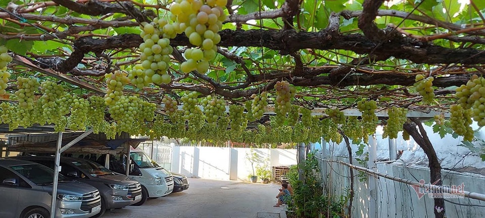 Từ gốc nho bạn tặng, nông dân Sài Gòn thu 500 triệu đồng/năm - 1