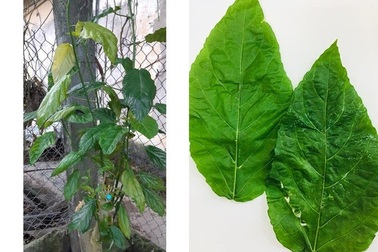 Chữa táo bón bằng lá cây, bé gái 1 tuổi bị tan máu cấp