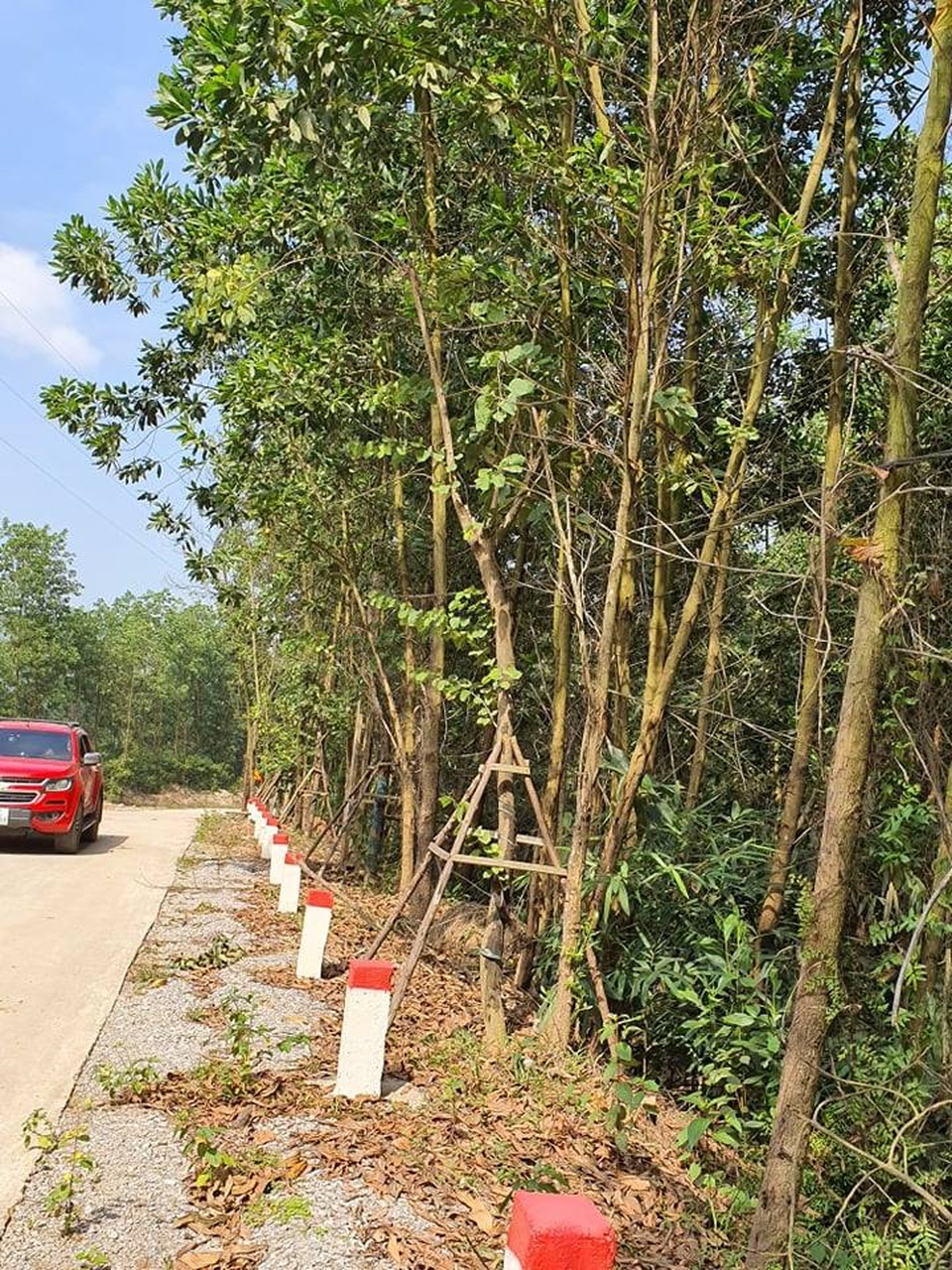 Kỳ lạ hàng trăm cây hoa ban tiền tỉ vô chủ trồng ven đường - 1 Kỳ lạ hàng trăm cây hoa ban tiền tỉ vô chủ trồng ven đường - 1