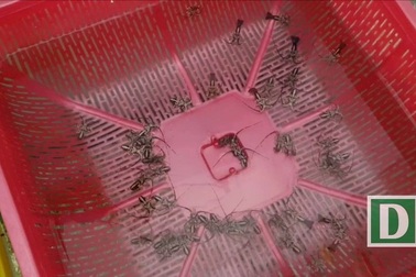 Tôm hùm con to bằng đầu đũa, giá kỷ lục 250.000 đồng/con