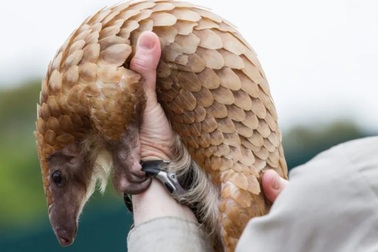 Tại sao những bệnh nhiễm trùng từ động vật lại rất nguy hiểm với con người?