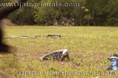 Mỹ: Loài thằn lằn ăn khỏe, to như chó nhà, thành loài xâm lấn nguy hiểm