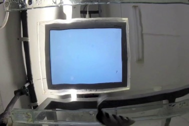 Loài cá nhiệt đới có khả năng nhận diện khuôn mặt người