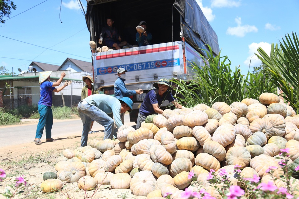 Bán 20 kg bí đỏ chưa mua nổi bát phở, nông dân khóc ròng - 3 Bán 20 kg bí đỏ chưa mua nổi bát phở, nông dân khóc ròng - 3