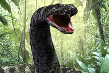 Phát hiện quái vật rắn khổng lồ nặng một tấn dài bằng xe bus từng tồn tại?