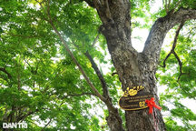 Quần thể sưa trăm tuổi được công nhận cây Di sản Việt Nam