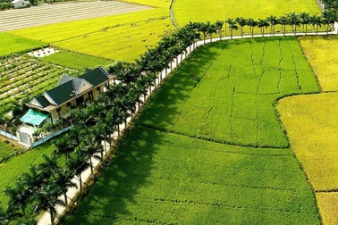 Lạc bước trên “con đường hạnh phúc” đẹp mê mẩn ở Long An