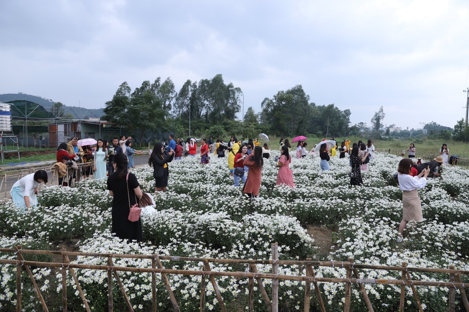 Ứng dụng công nghệ sinh học để “mang” vườn cúc họa mi từ Hà Nội về Đà Nẵng - 3 Ứng dụng công nghệ sinh học để “mang” vườn cúc họa mi từ Hà Nội về Đà Nẵng - 3