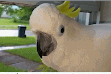 Hài hước chú vẹt có khả năng sủa giống hệt chó