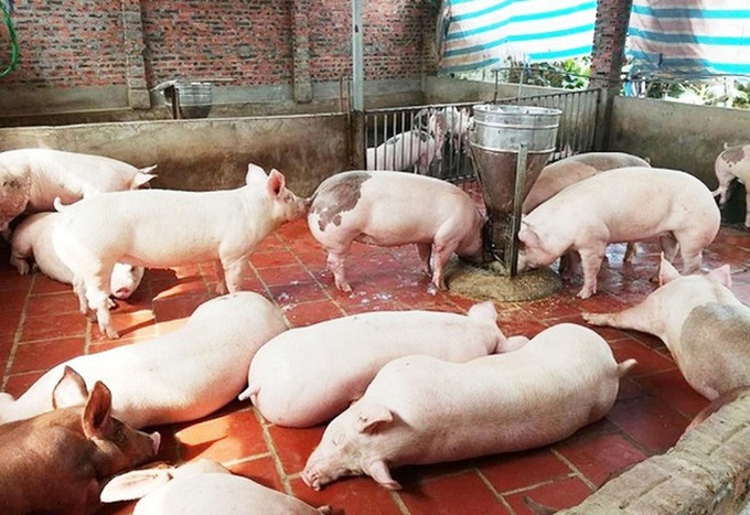 Giá lợn hơi ngày 20/2: Tiếp tục giảm rải rác trên phạm vi toàn quốc - Ảnh 1. Giá lợn hơi ngày 20/2: Tiếp tục giảm rải rác trên phạm vi toàn quốc - Ảnh 1.