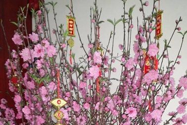 Tết đầu ra riêng