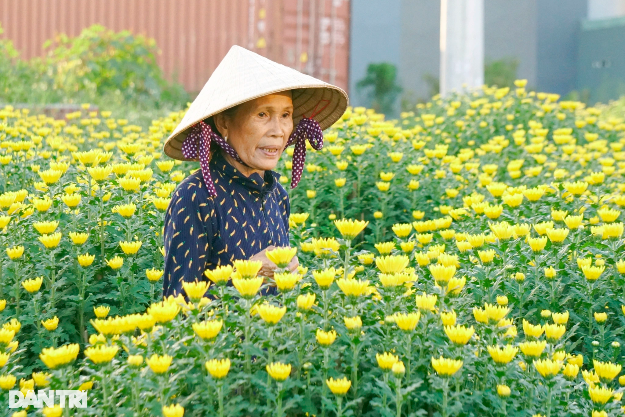 يكشف البستانيون عن سبب تفضيلهم تدمير أزهار تيت بدلاً من بيعها بثمن بخس - 2 Nhà vườn tiết lộ lý do thà đập bỏ còn hơn bán rẻ hoa Tết - 2