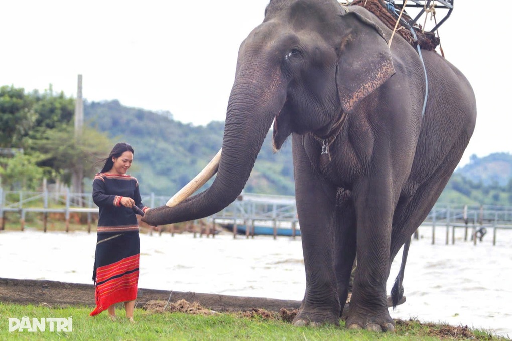Tổ chức Động vật châu Á kêu gọi ngừng cưỡi voi, để voi về rừng - 2