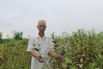 Nguyên cán bộ tòa án "chưa muốn nghỉ hưu", kiếm vài trăm triệu đồng mỗi năm