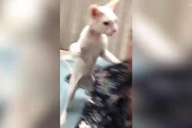 Mèo tát vào mặt cô chủ đang chụp ảnh "tự sướng"