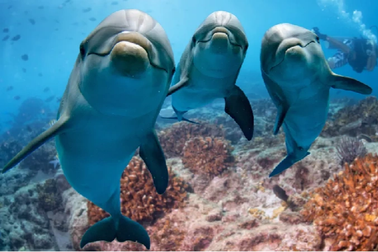 Cá heo tìm thấy nhau nhờ nước tiểu