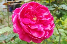 Vắt sức đi làm nuôi cả nhà chồng, nuôi luôn nhân tình của chồng