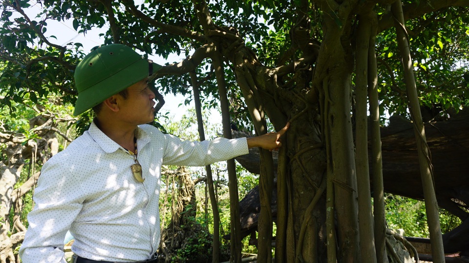 Khu vườn bỏ hoang toàn siêu cây bạc tỷ của đại gia nức tiếng một thời - 9 Khu vườn bỏ hoang toàn siêu cây bạc tỷ của đại gia nức tiếng một thời - 9