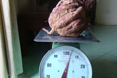 Củ khoai lang cỡ "bự" ở Hà Nam