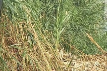 Tạm giữ nghi phạm giết người cướp vàng, giấu xác vào bãi sậy