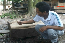 Thương lái Trung Quốc tuồn hóa chất “lạ” thuê người dân khai thác giun đất