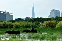 Lão nông 40 năm chăn trâu quanh những tòa cao ốc chọc trời ở Sài Gòn