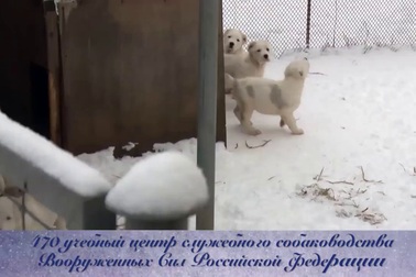 “Chiến binh” 4 chân trong Lực lượng Vũ trang Nga