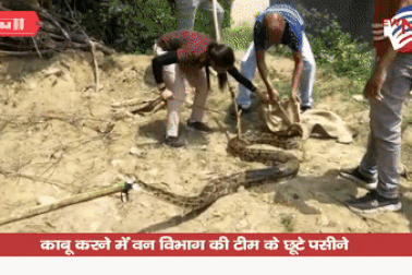 Clip: Rùng mình khoảnh khắc đưa trăn khổng lồ ra khỏi bể nước