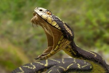 Vì sao loài vật có nọc độc không thể tự gây nguy hiểm?