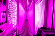 Bỏ việc ngân hàng sau khi tốt nghiệp Havard để trồng rau giữa New York