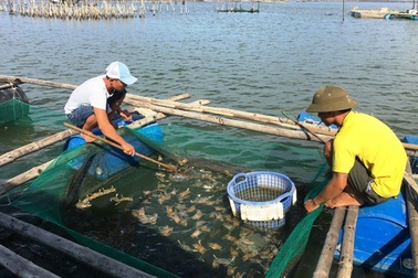 9X lập nghiệp thành công với nghề nuôi ghẹ lột