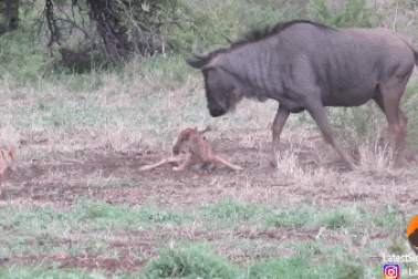 Linh dương mẹ đơn độc chống lại bầy chó rừng để bảo vệ con non