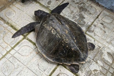 Đồi mồi dứa quý hiếm nặng 17kg mắc lưới, ngư dân vội báo chính quyền