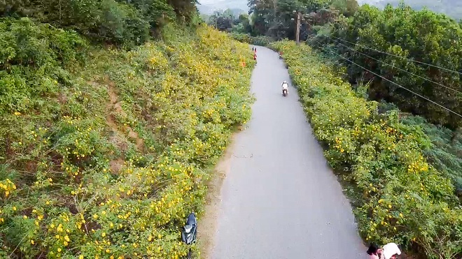 Giới trẻ đua nhau lên núi Ba Vì săn hoa dã quỳ - 11 Giới trẻ đua nhau lên núi Ba Vì săn hoa dã quỳ - 11
