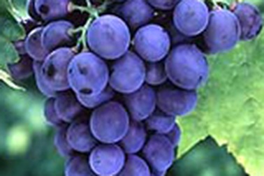 Ăn kiêng cho…hông