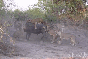 Cận cảnh trâu rừng dũng cảm “chiến đấu” với gần 20 con sư tử