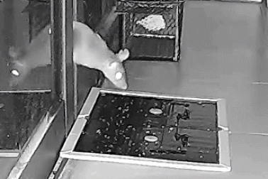 Chuột tinh ranh và khéo léo tránh bẫy để lẻn vào nhà kiếm thức ăn