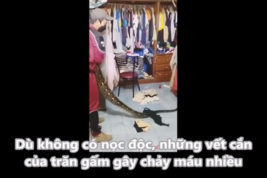 Trăn "khủng" hung hãn tấn công nhân viên cứu hộ khi bị vây bắt